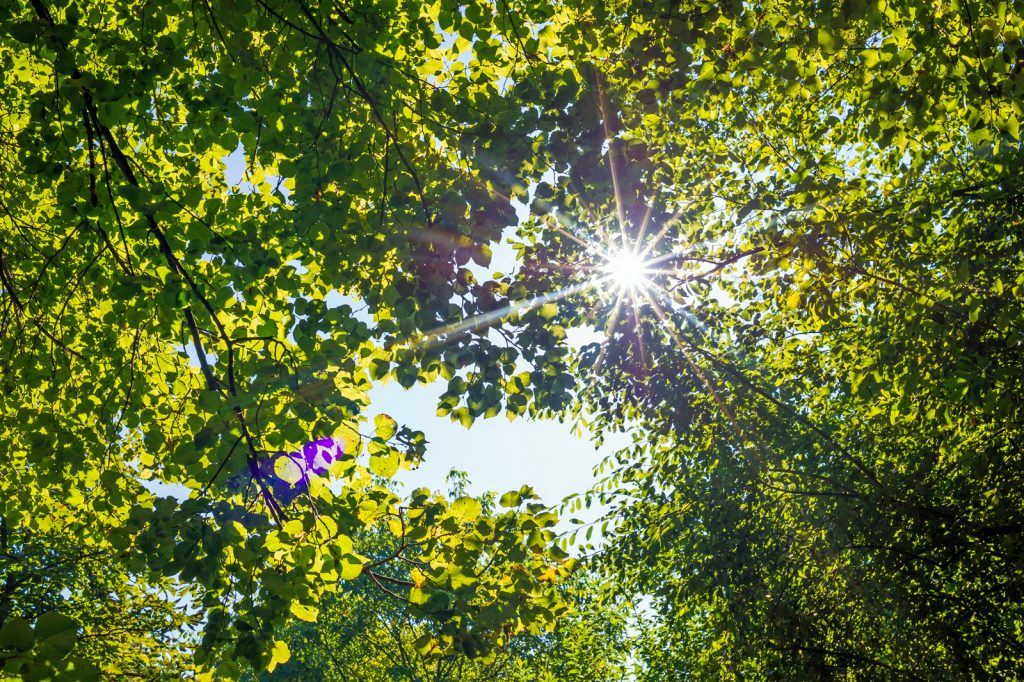 Blick ins Blätterdach eines Waldes