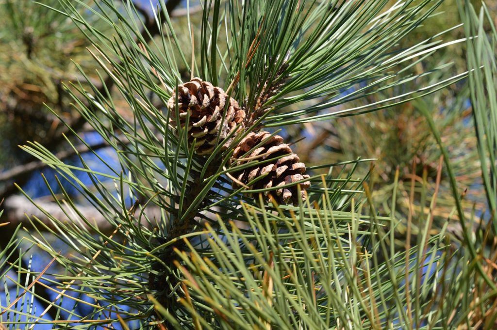 Waldkiefer (Pinus sylvestris L.) Waldwissen