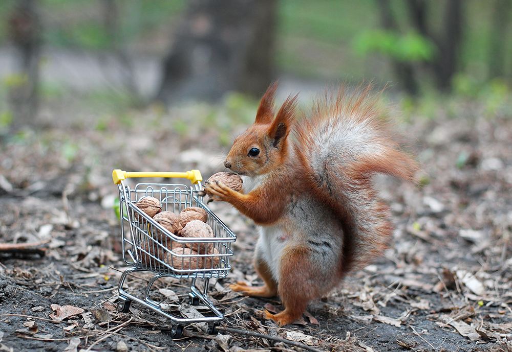 shoppen-fuer-den-wald