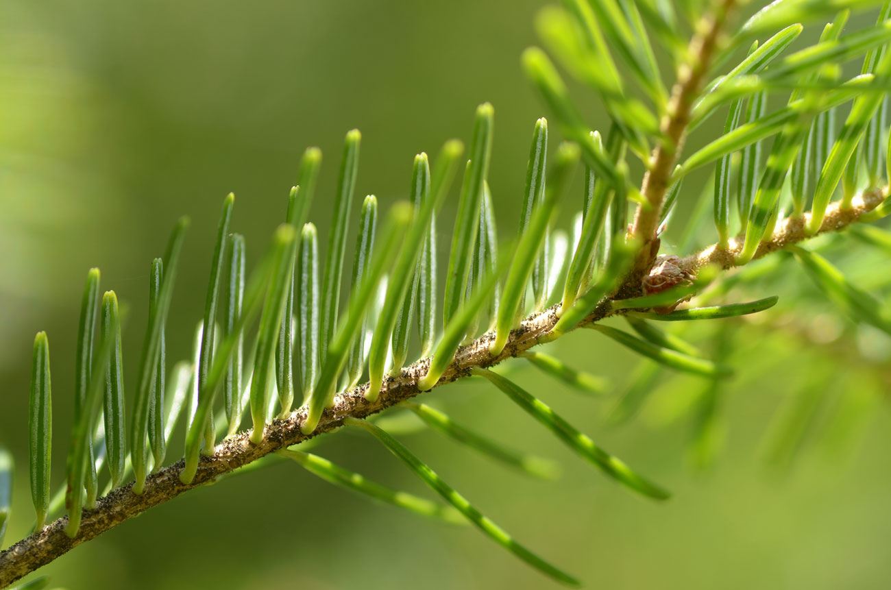Weitanne (Abies alba) - Baumspenden - Waldwissen - Wald pflanzen
