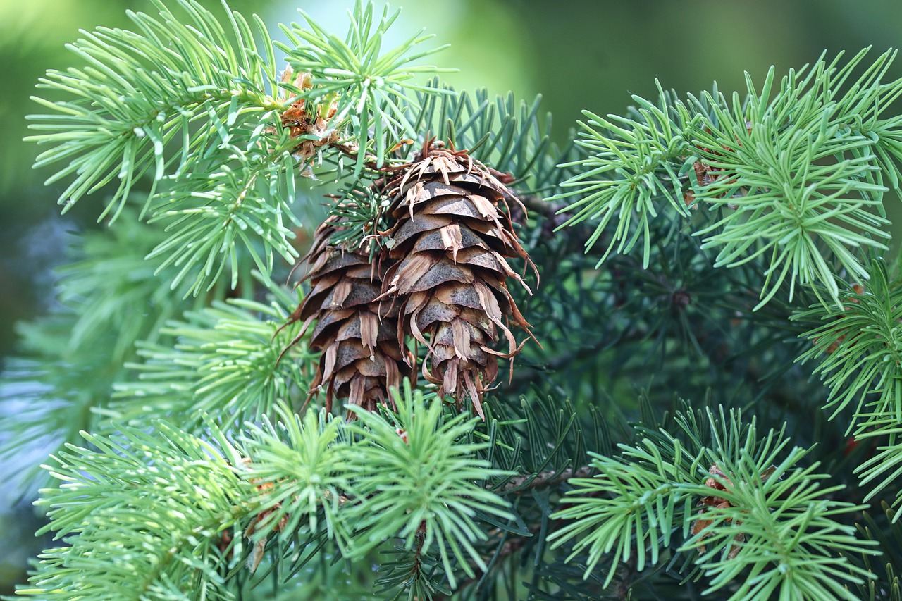 Douglasie (Pseudotsuga menziesii Franco) Baumspenden Waldwissen
