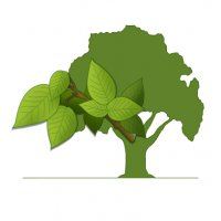Linde Baumspende Winterlinde Baum spenden