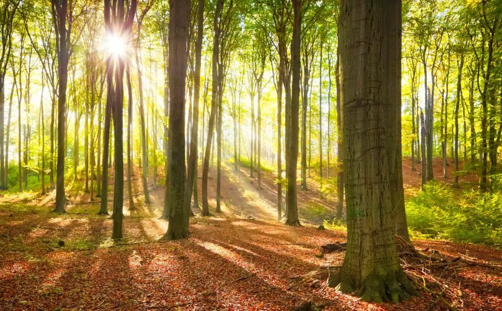 ein natürlicher Buchenwald - jetzt Urwald spenden