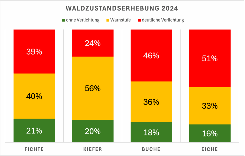 Waldzustandsbericht 2024 im Überblick