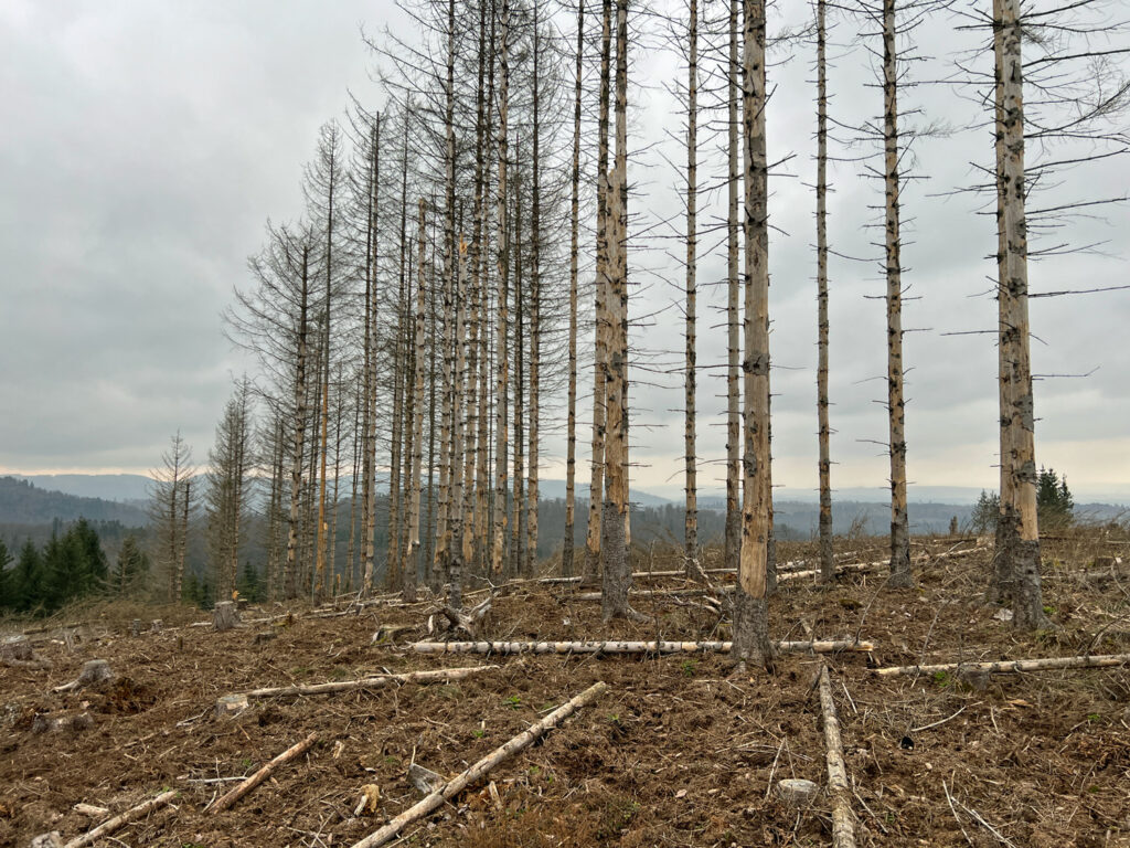 Toter Fichenwald im Harz - jetzt Bäumes spenden