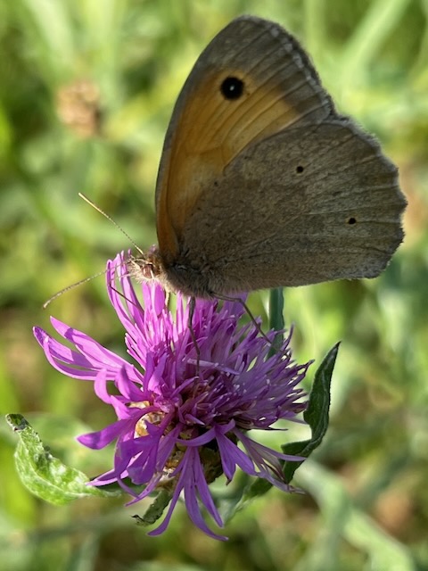 Wiesenflockenblume mit Großes Ochsenauge
