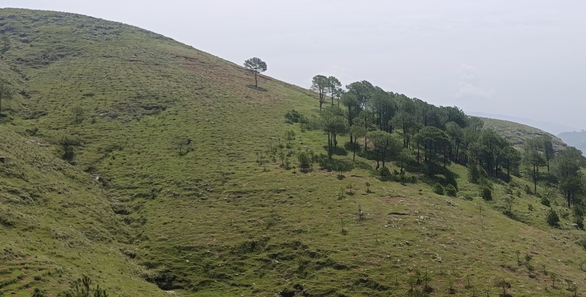 Nepal Baumspende - Spende